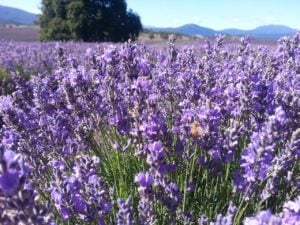 Lavender