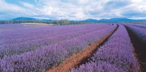 Bridestowe Lavender Farm Tasmania
