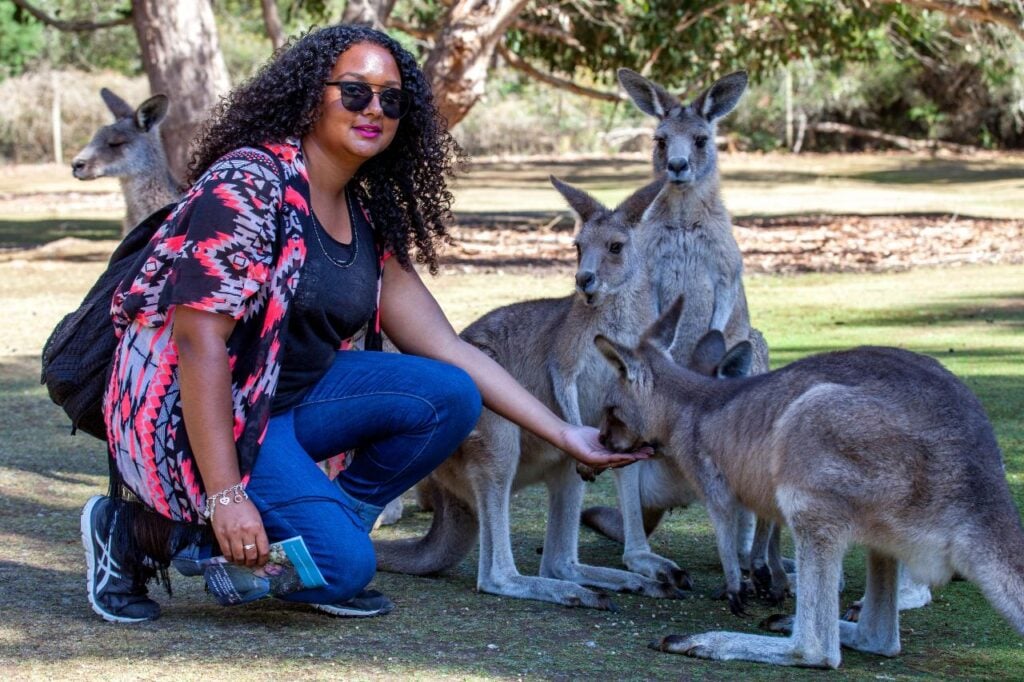 Woman feeding a group of Eastern Grey Kangaroos in a wildlife park in Tasmania