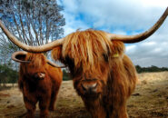 Highland cattle at Tarraleah Tasmania Tours 5 Day WW
