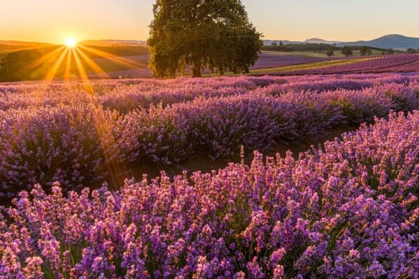 bridestowe-lavender-estate-